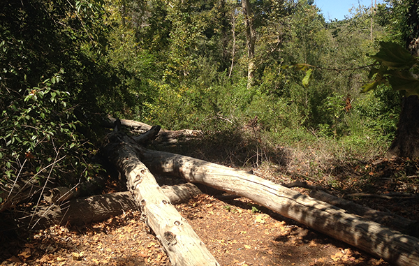 a wooded section of el dorado park