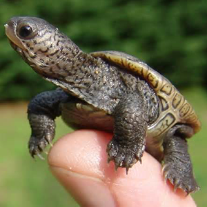 baby_turtle_thumb_300x300